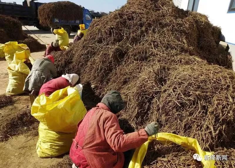 山西新绛 中药材丰收销售忙，药企协同拓市场