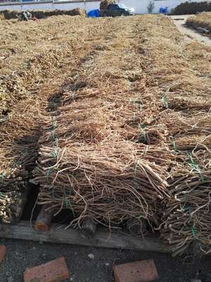 广灵县恒广北芪中药材有限责任公司 中药材销售的传承与创新之路